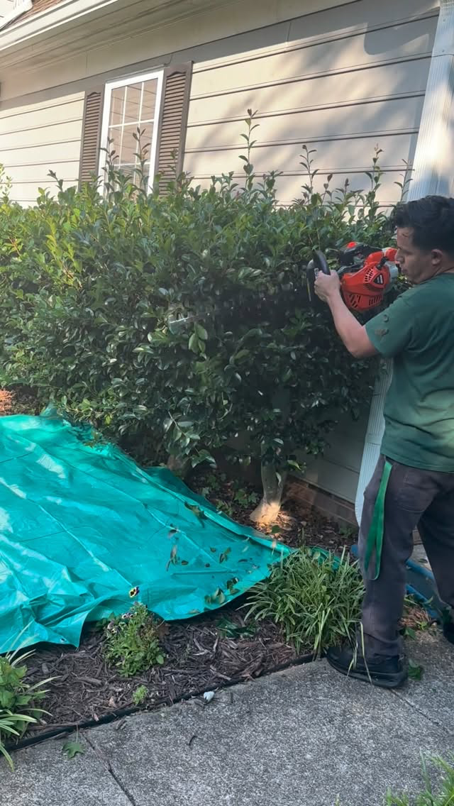 Shrub Trimming